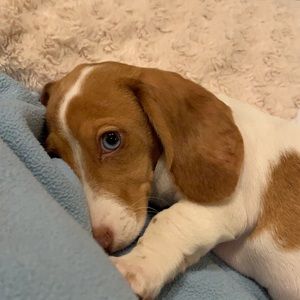 Meet your Posher, Paris